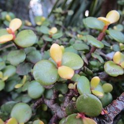 Close-up of plant