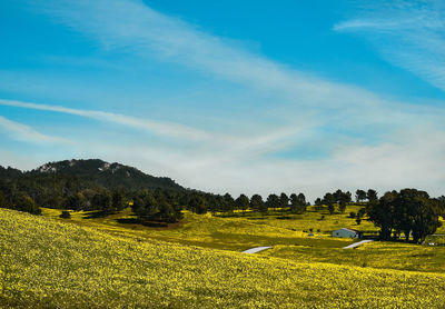 Scenic view of field against sky