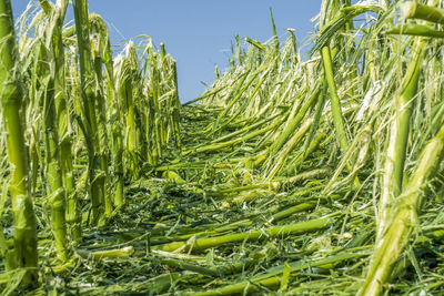 Hail damage and heavy rain destroys agriculture and maize fields