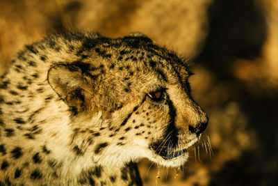 Close-up of a cat looking away