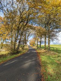 Road amidst trees during autumn