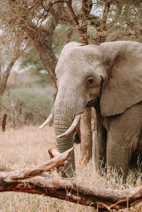 Side view of elephant