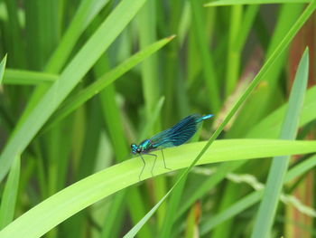 Close-up of damsel fly on leaf