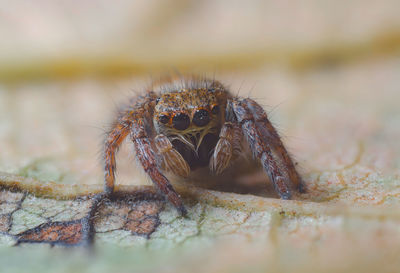 Close-up of spider