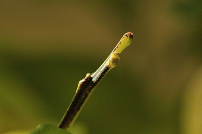 Close-up of insect on twig