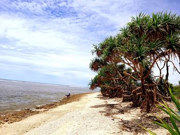 Palm trees on beach against sky