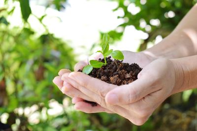 Close-up of hand holding sapling