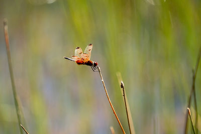 animal wildlife