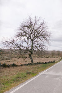 Bare tree by road on field against sky