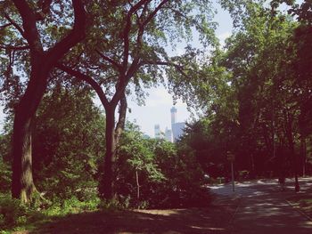 Road passing through forest