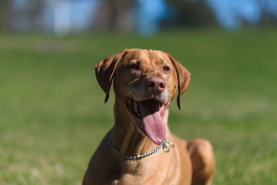 Vizsla standing at field