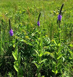 Purple flowers blooming in field