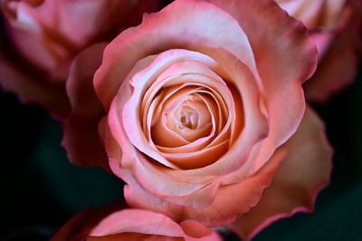 Close-up of rose
