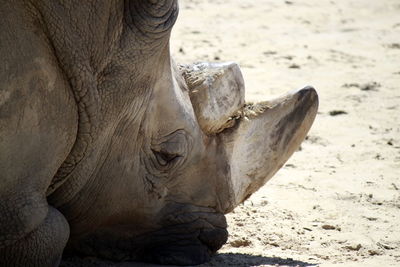 Close-up of elephant