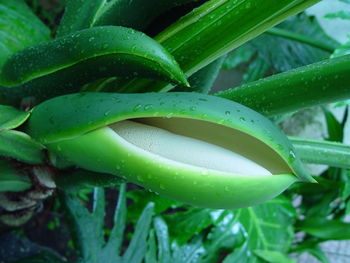 Close-up of bud growing on plant