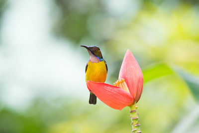 Close-up of bird perching on flower