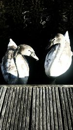 Close-up of birds on wood