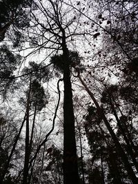 Low angle view of bare trees against sky