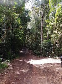 Trees in forest
