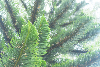 Close-up of pine tree in forest