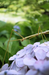 Close-up of purple flowers