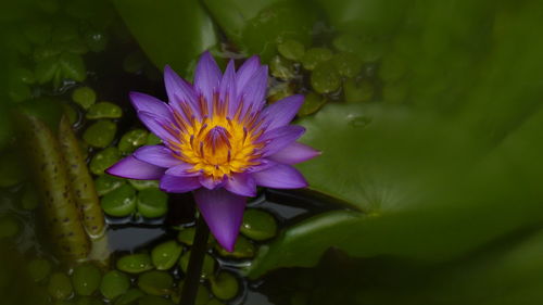 Close-up of purple water lily in pond