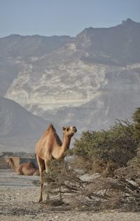 Horse standing on desert against mountain