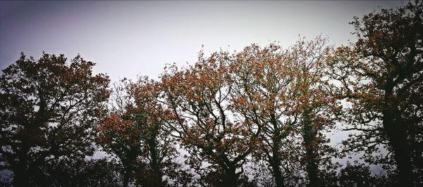 Low angle view of trees against clear sky