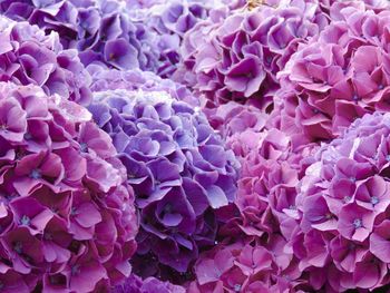 Full frame shot of purple flowers