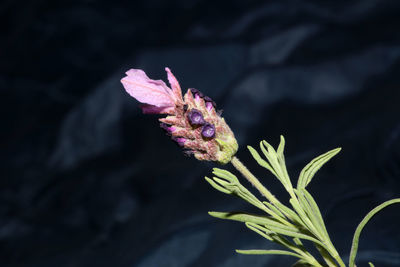 Close-up of pink flowering plant against black background