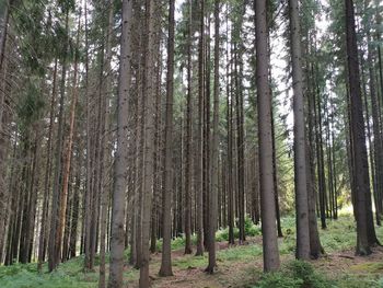 Pine trees in forest