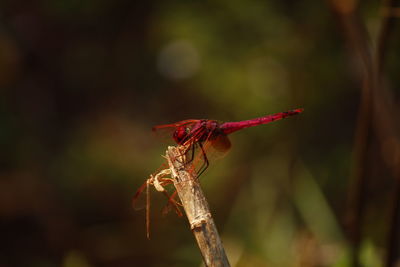 Close-up of insect on plant