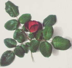 Close-up of leaf over white background