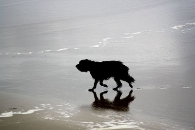 Dog on beach