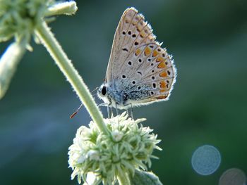 Close-up of butterfly perching on flower