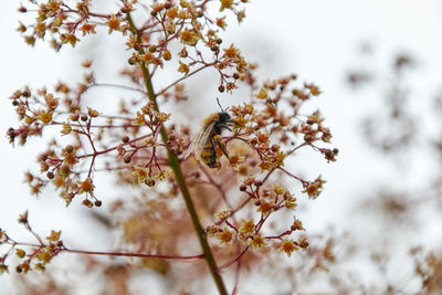 A bee collects nectar at the flower of european smokebush