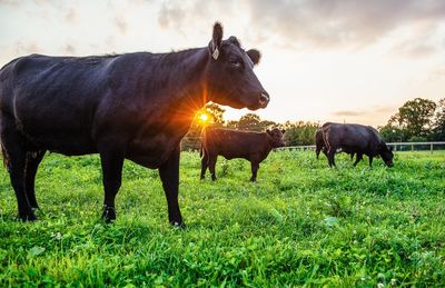 Cows on grassy field against sky during sunset