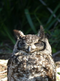 Close-up of a bird