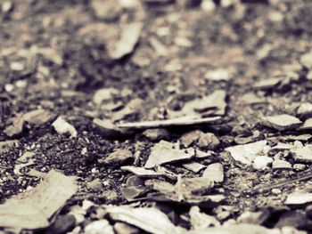 Surface level of stones