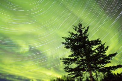 Low angle view of tree against sky at night