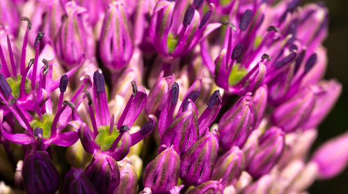 Close-up of purple flowering plants