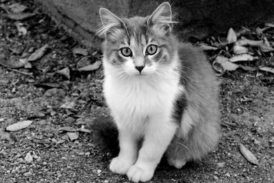 Portrait of kitten sitting on field