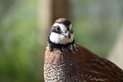 Close-up portrait of a bird