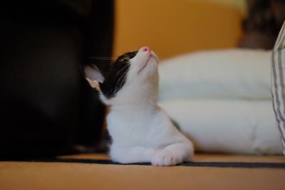 Close-up of cat sitting