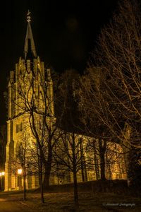 Illuminated trees at night