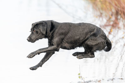 Action shot of a wet black labrador retriever jumping into the water