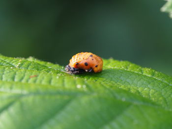 Close-up of ladybug on leaf