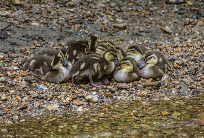 Close-up of young birds