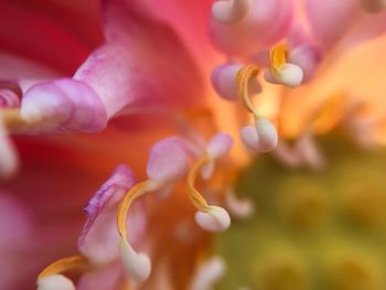 Close-up of purple flowering plant