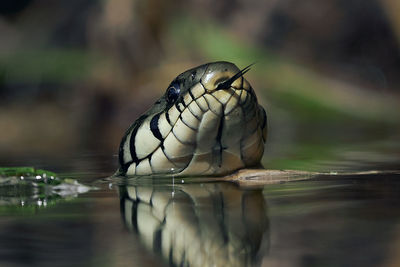 Close-up of turtle in water